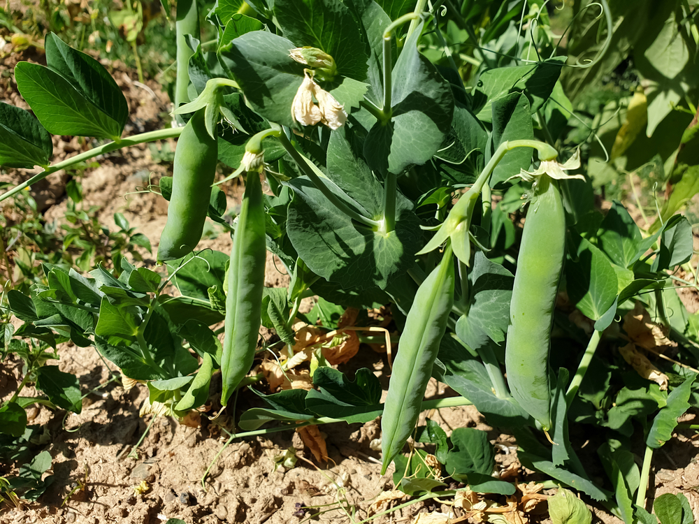 Spring peas growing in the ground.
