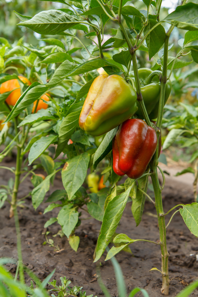 Bell peppers growing on their plants in a garden.