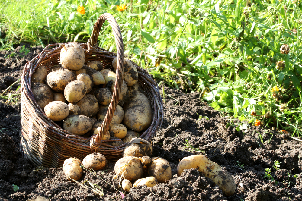 A basket of freshly harvested potatoes in the dirt, there are more potatoes laying in the dirt next to the basket.