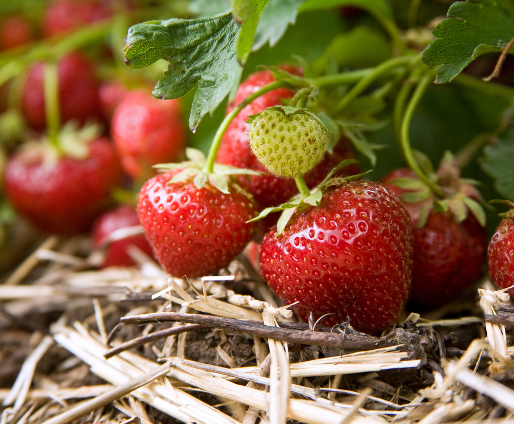 Close up of strawberries growing on a bed of straw.