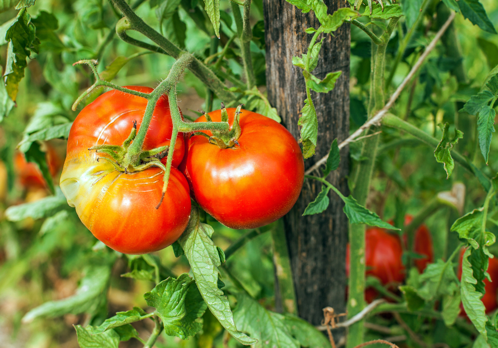 Large, ripe tomatoes growing on the plant.
