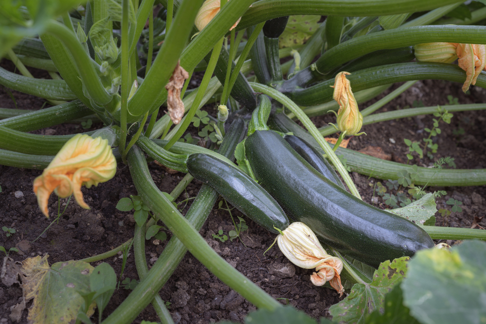Several zucchini growing on the plant.