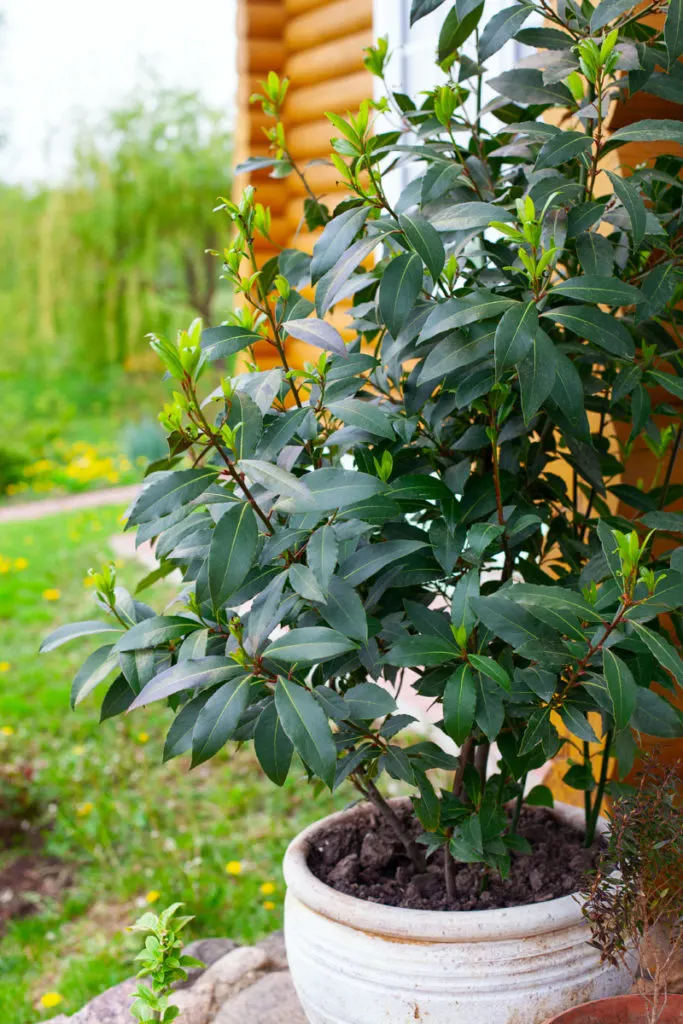 Bay laurel in shade in a container