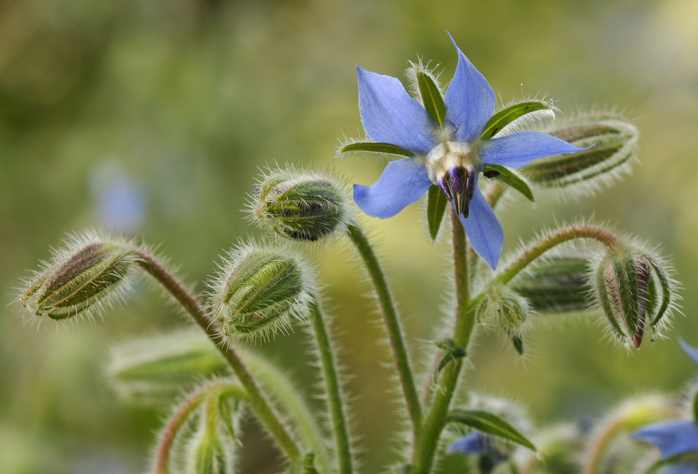 Borage buds and single blue flower