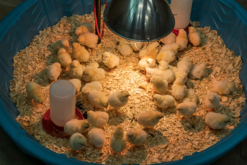 A small kiddie pool has been set up as a brooder and is full of chicks.