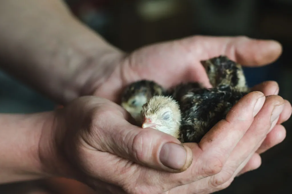 Rough hands hold three tiny chicks.