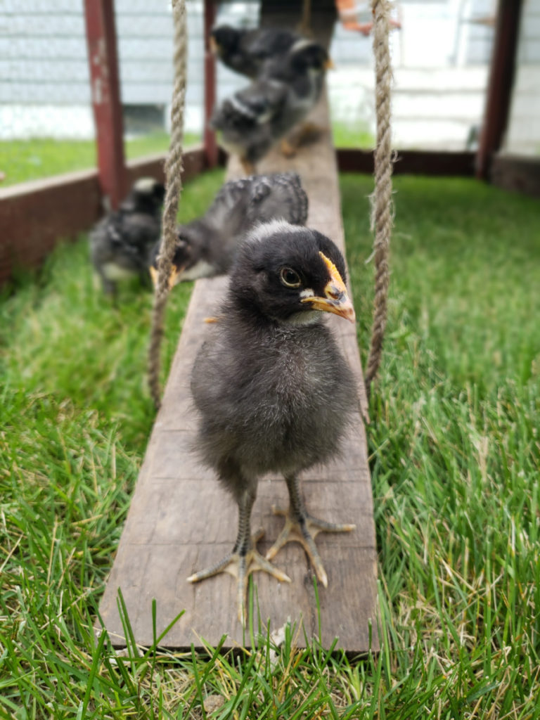 Chicks walk down a plank from their coop into grass.