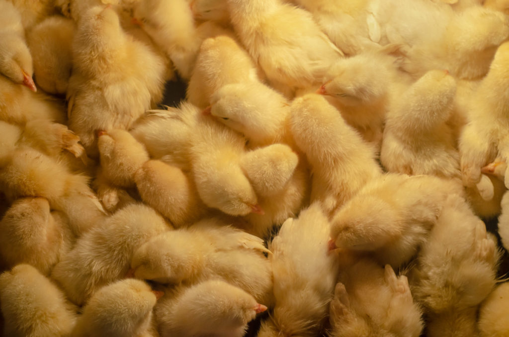 Many baby chicks crowded together.