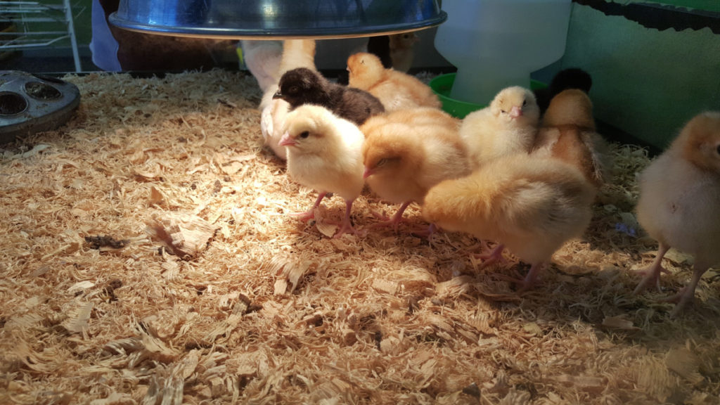 Chicks in a brooder huddle under a heat lamp to stay warm.