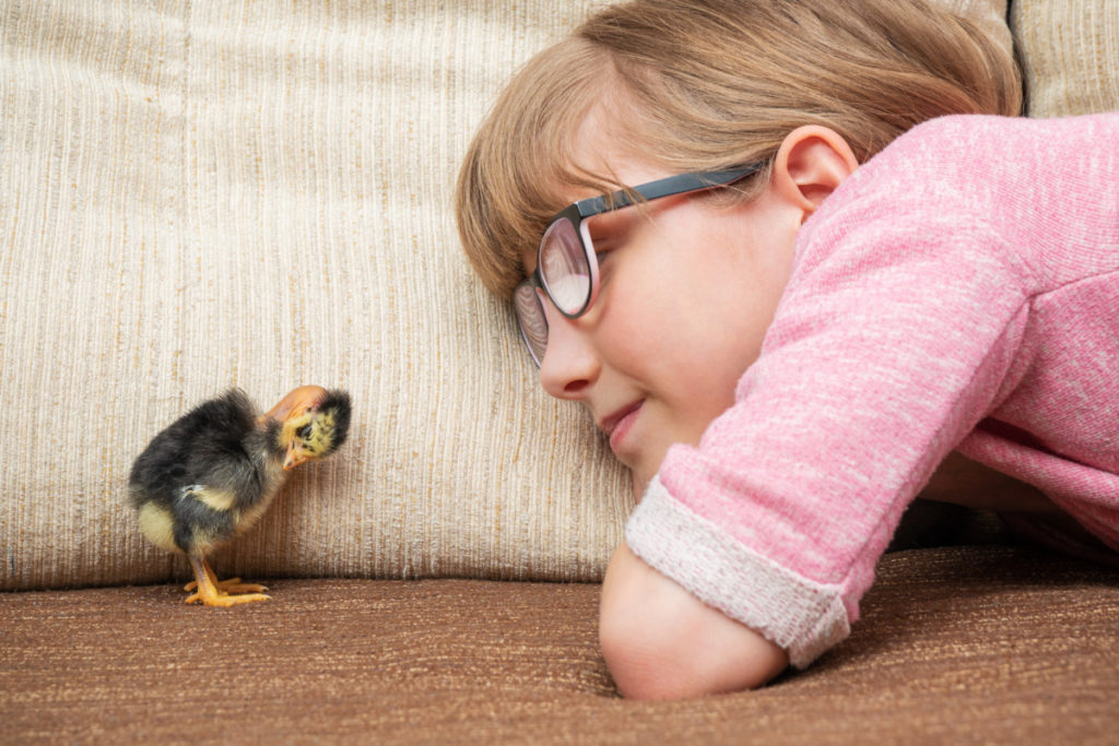 A small girl watches a baby chick on the sofa.