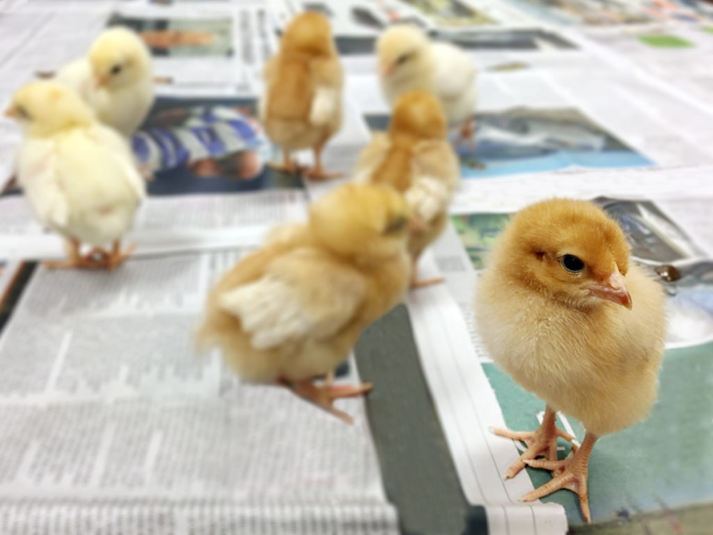 Several small chicks standing on flat newspaper.