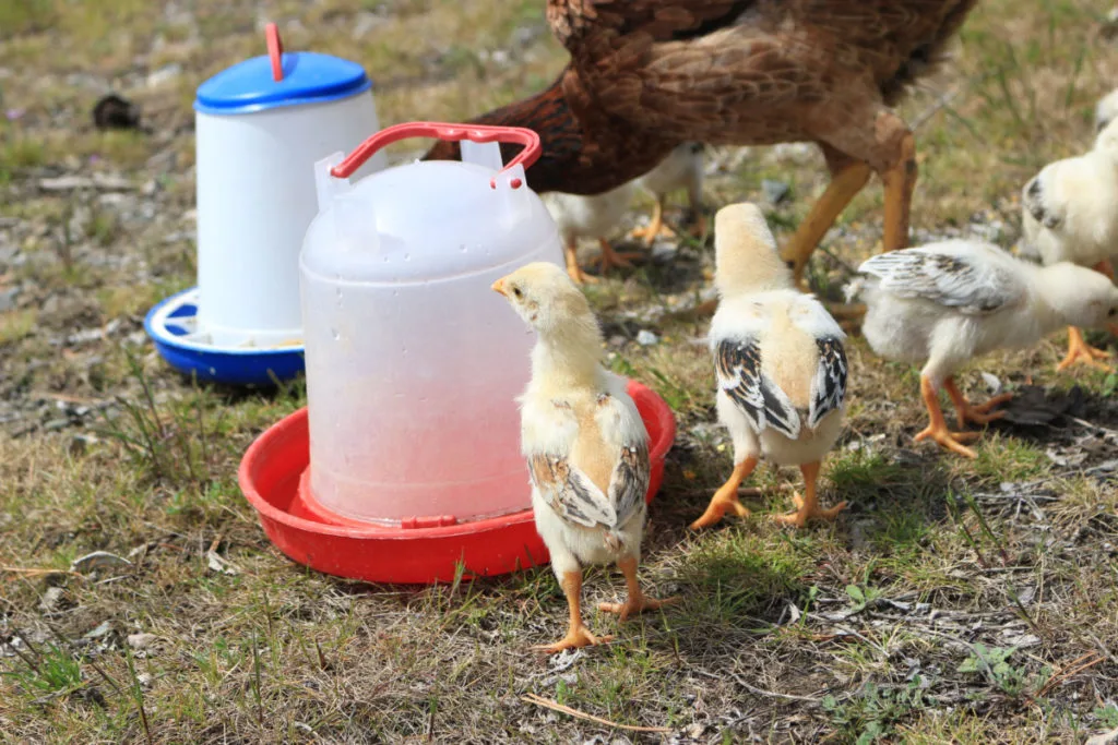 Several chicks drink from a waterer and peck at the grass outside.