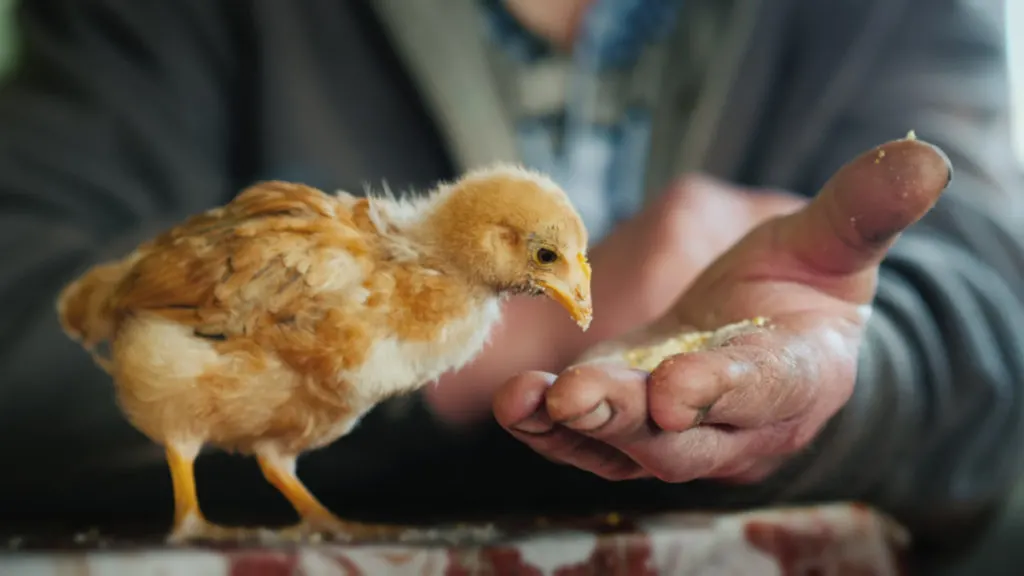 A chick pecks food from a mans hand.