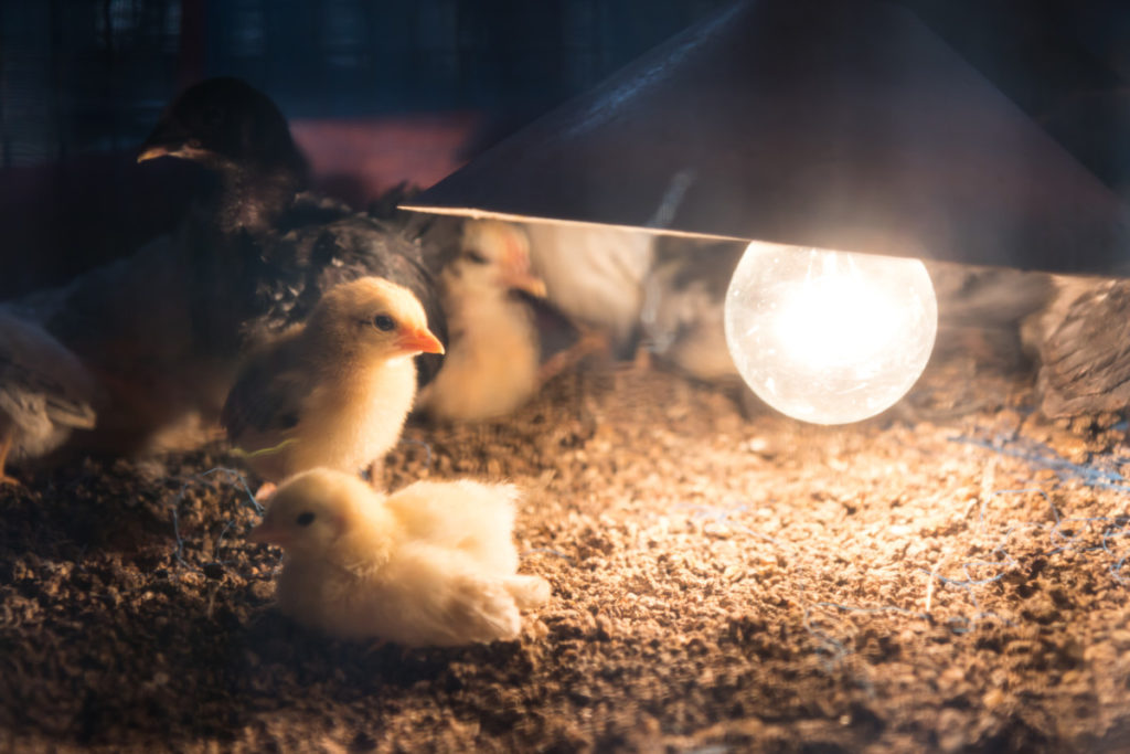 An unsecured heat lamp dangles into a chick brooder.