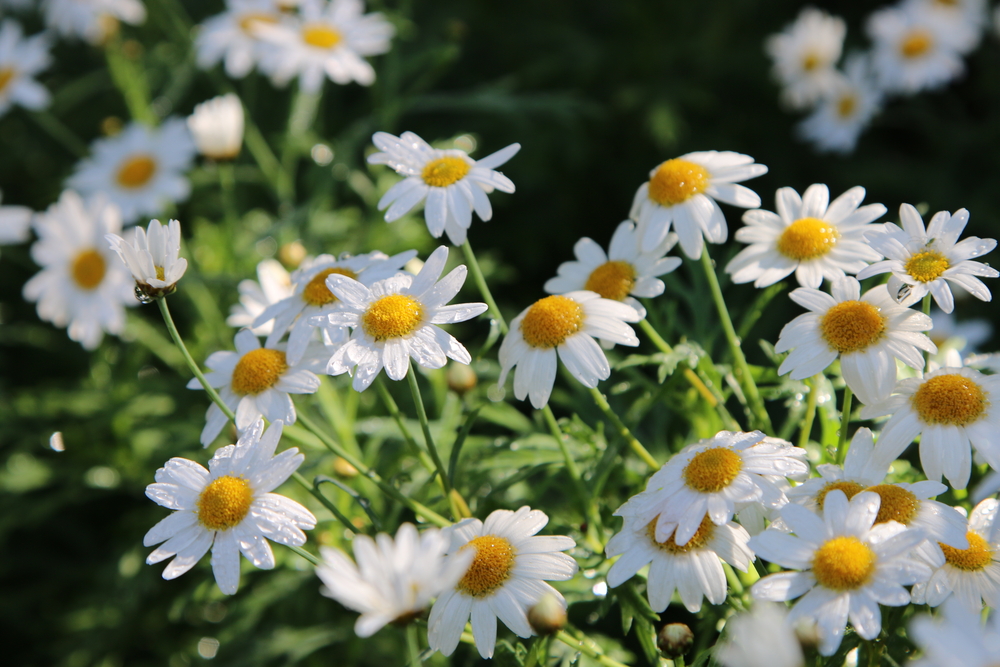Chamomile flowers in bloom