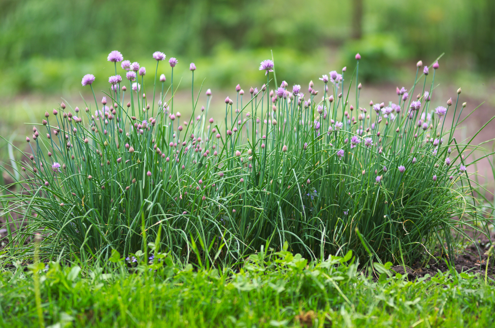 Clumps of chives blooming