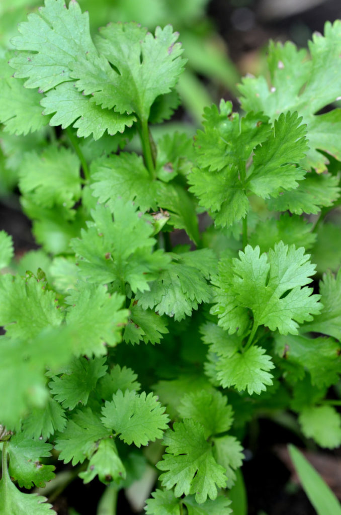 Cilantro leaves in shade