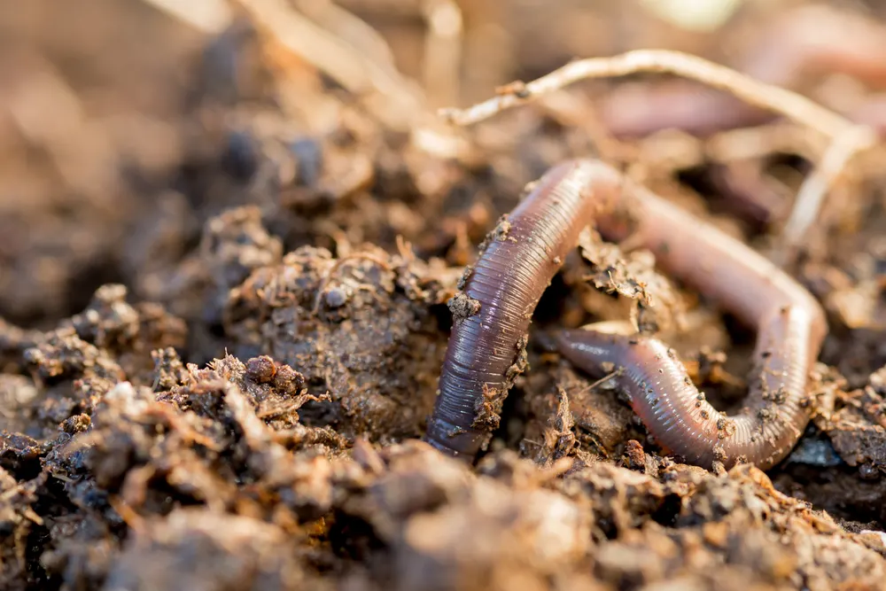 Why You Need More Earthworms In Your Soil & How To Get Them