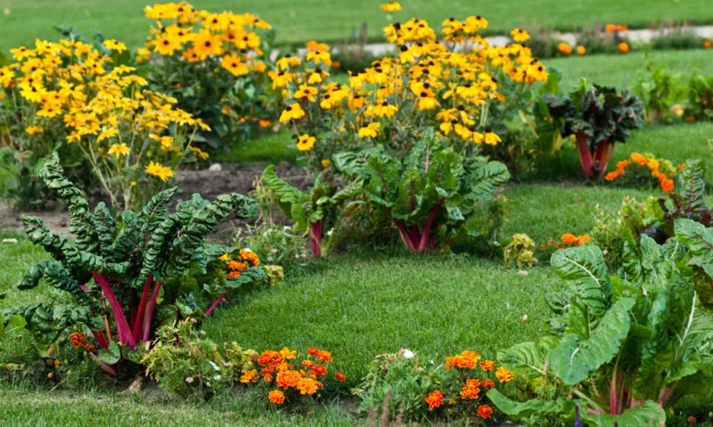 A yard has been turned into an edible garden with swiss chard, marigolds, and black eyed susan flowers growing in it. 