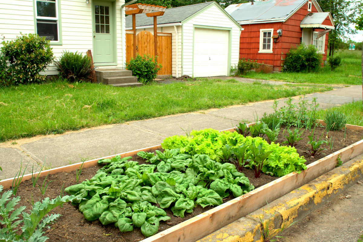  A Front Yard Vegetable Garden