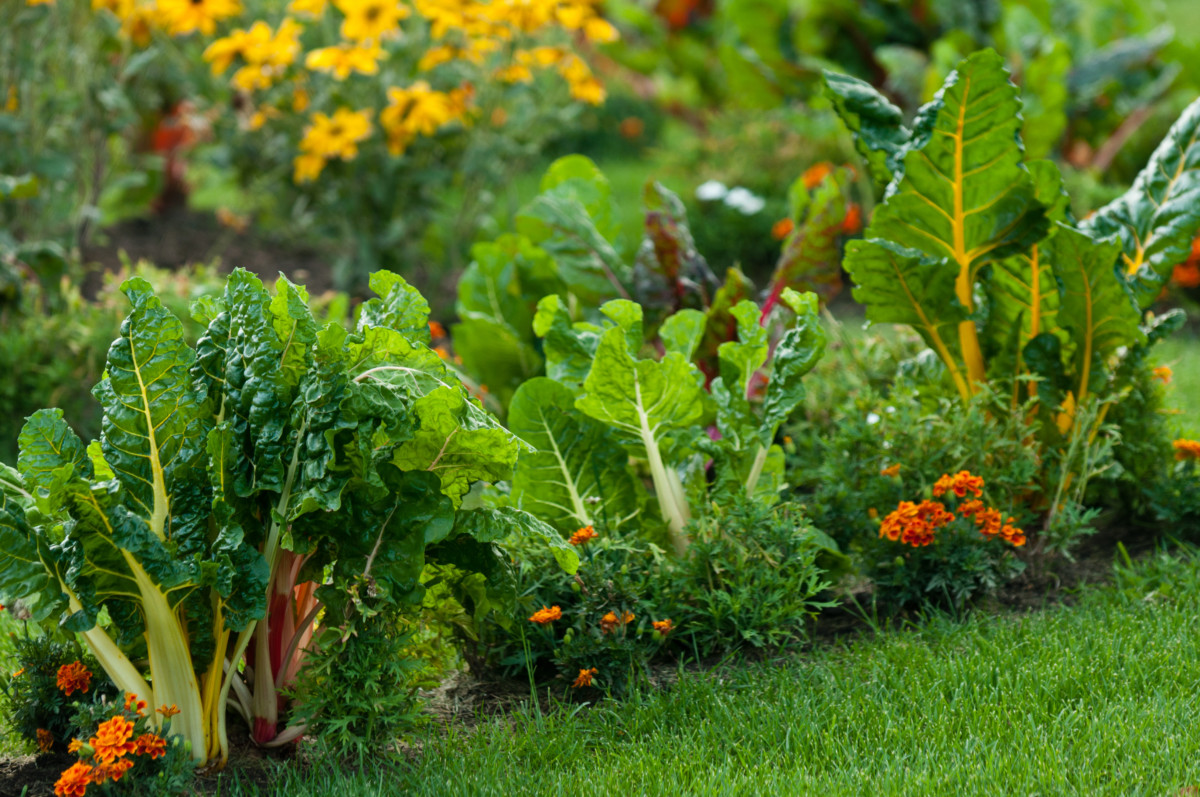 6 Reasons To Grow A Front Yard Vegetable Garden