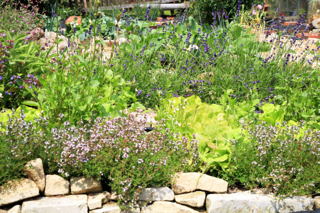 A natural looking herb and vegetable patch. 
