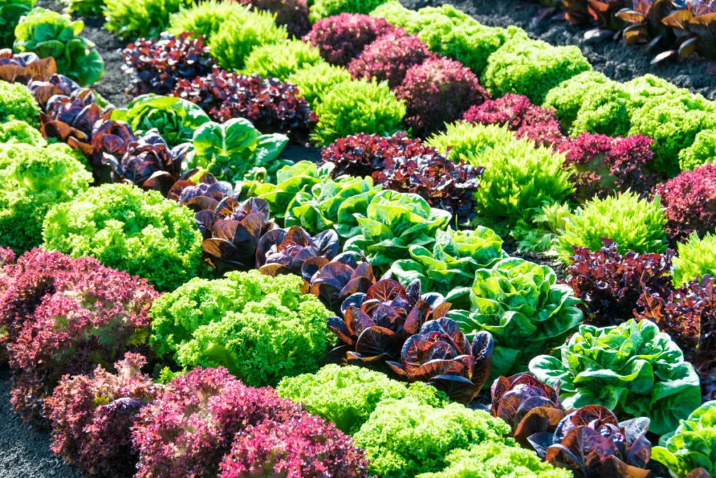 Rows of different types of lettuce growing in a garden.