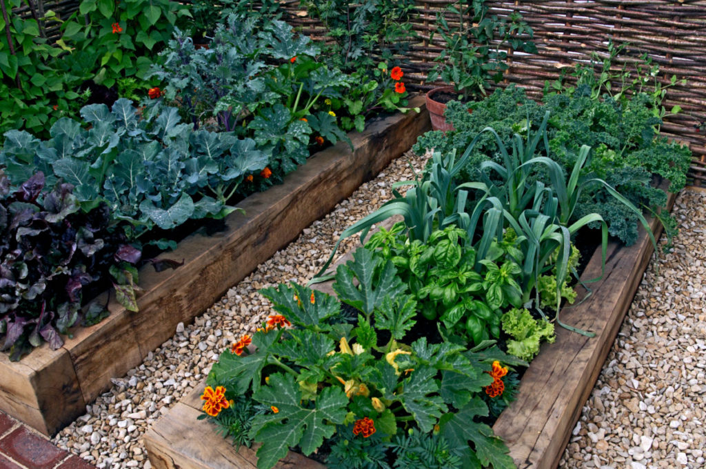 Well-groomed raised beds in a gravel walkway.