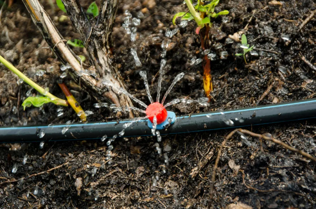 A soaker hose set up, is watering a  garden
