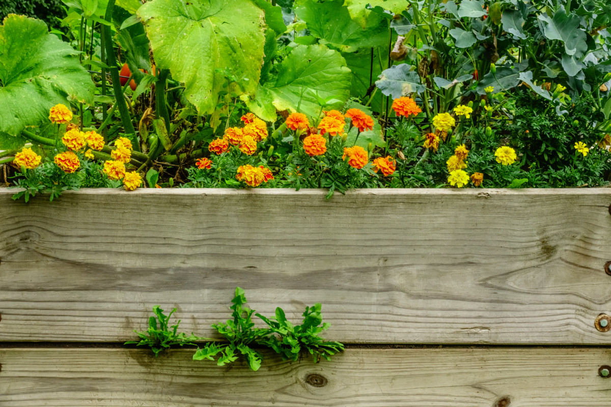 6 Reasons To Grow A Front Yard Vegetable Garden
