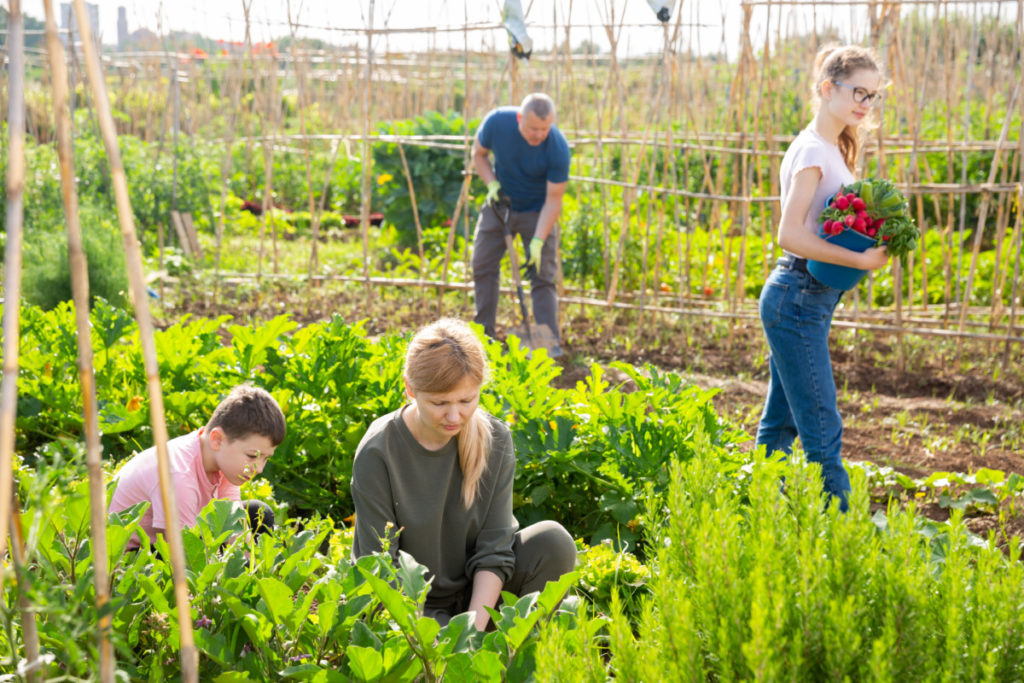 Four people are working in a large vegetable garden.