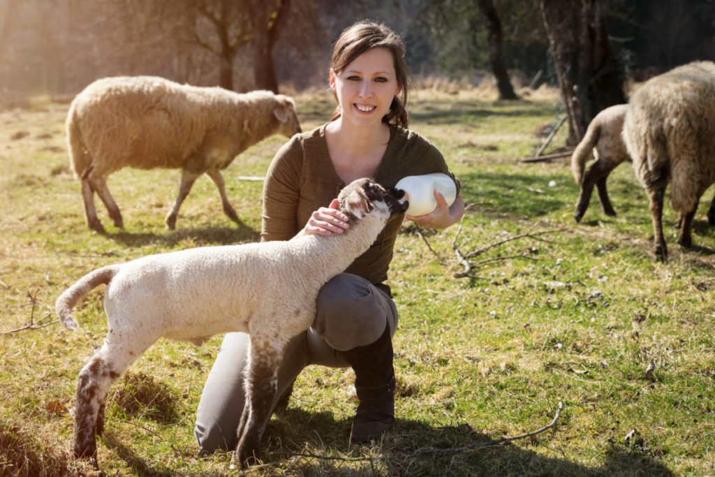 A smiling woman gives a lamb a bottle of milk. 
