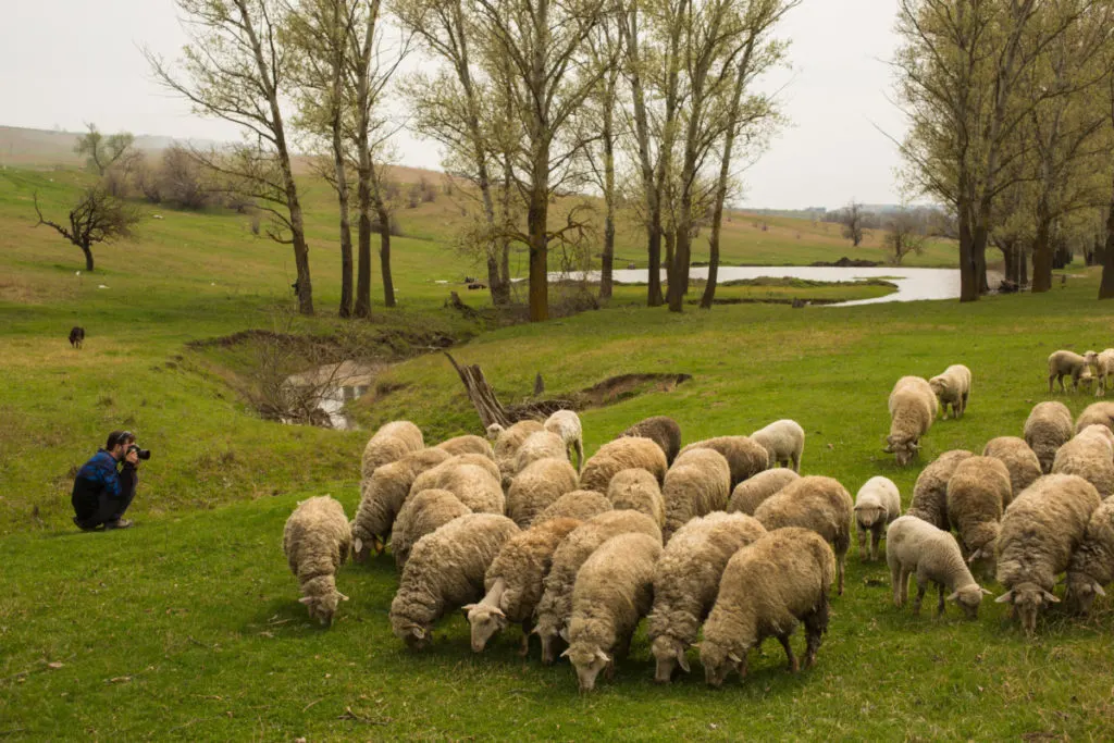 A man crouches with a camera, photographing a flock of sheep.
