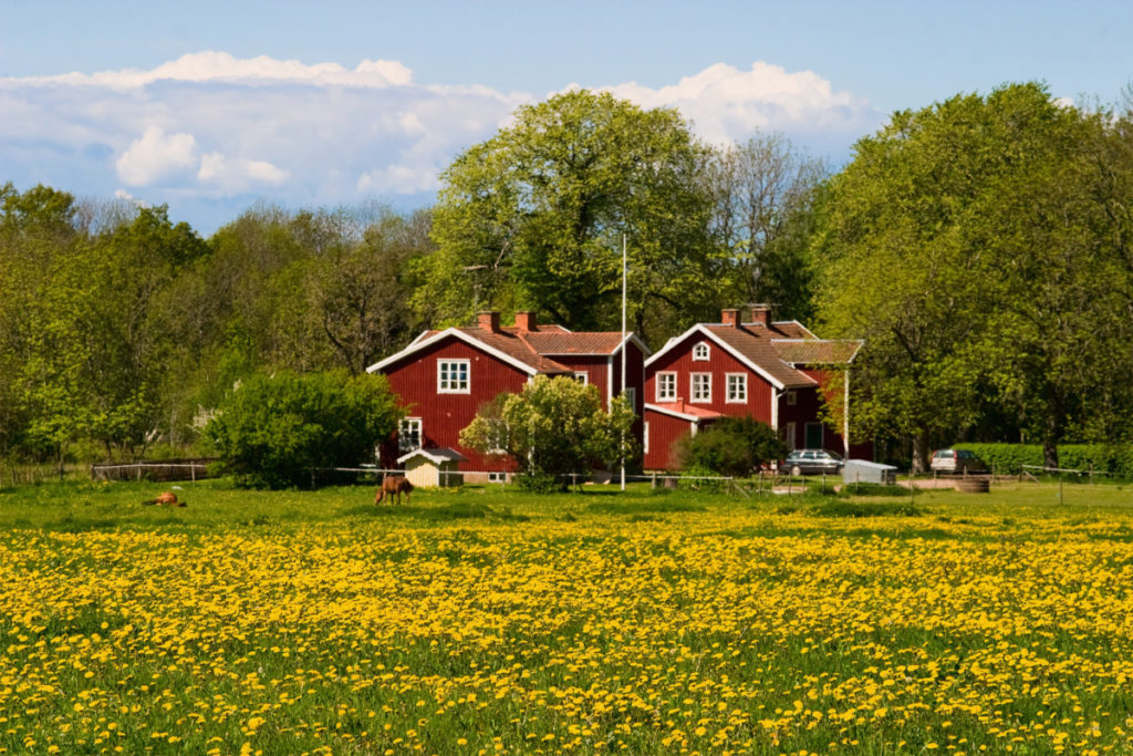 A red farm house with a field of dandelions out front.