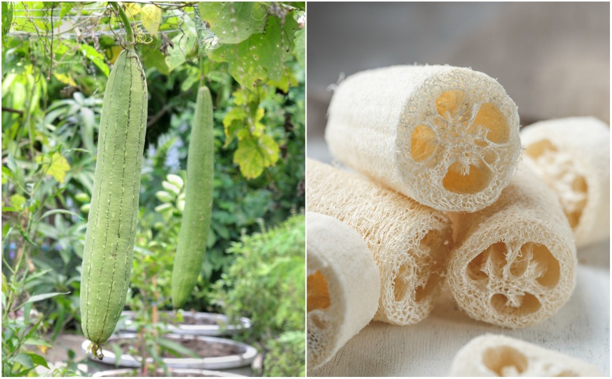 how to grow loofah sponges & 9 brilliant ways to use them
