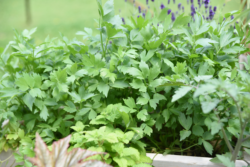 Lovage among other herbs in container herb garden