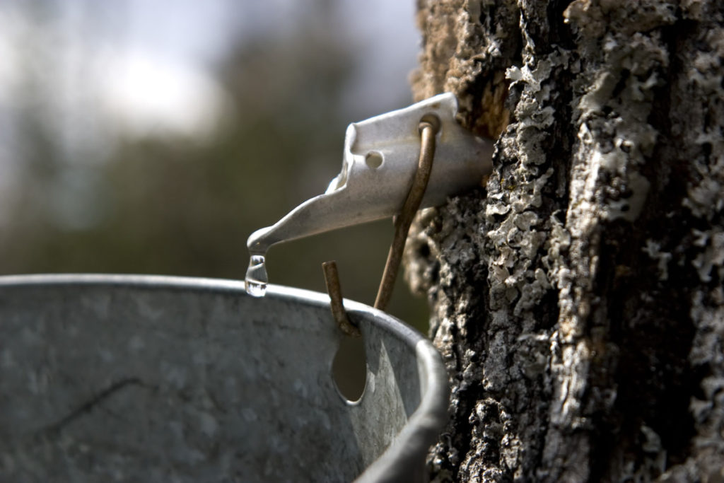 A maple tree is tapped with a spigot and bucket to collect sap.