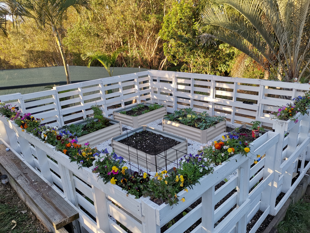 Pallets painted white are used to fence in a raised bed garden.