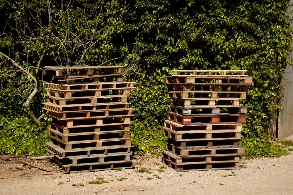 Two stacks of wood pallets on gravel in front of overgrown hedges.