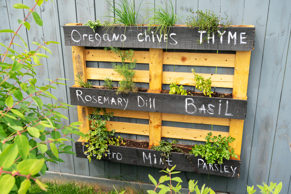 An old wood pallet has been nailed to a wall and used to grow herbs in between the slats.