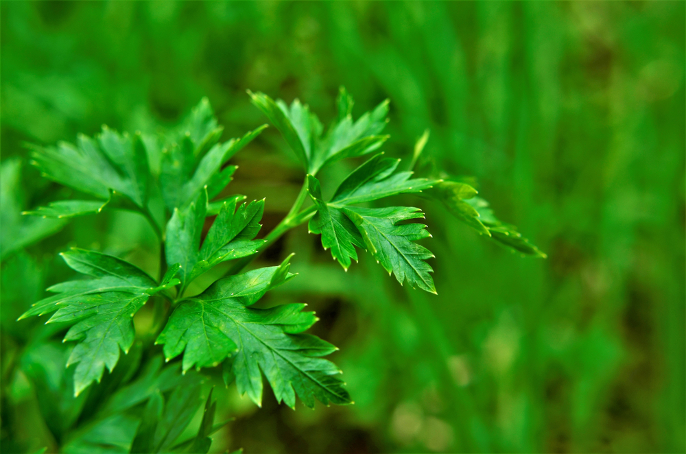 Close shot of parsley leaves