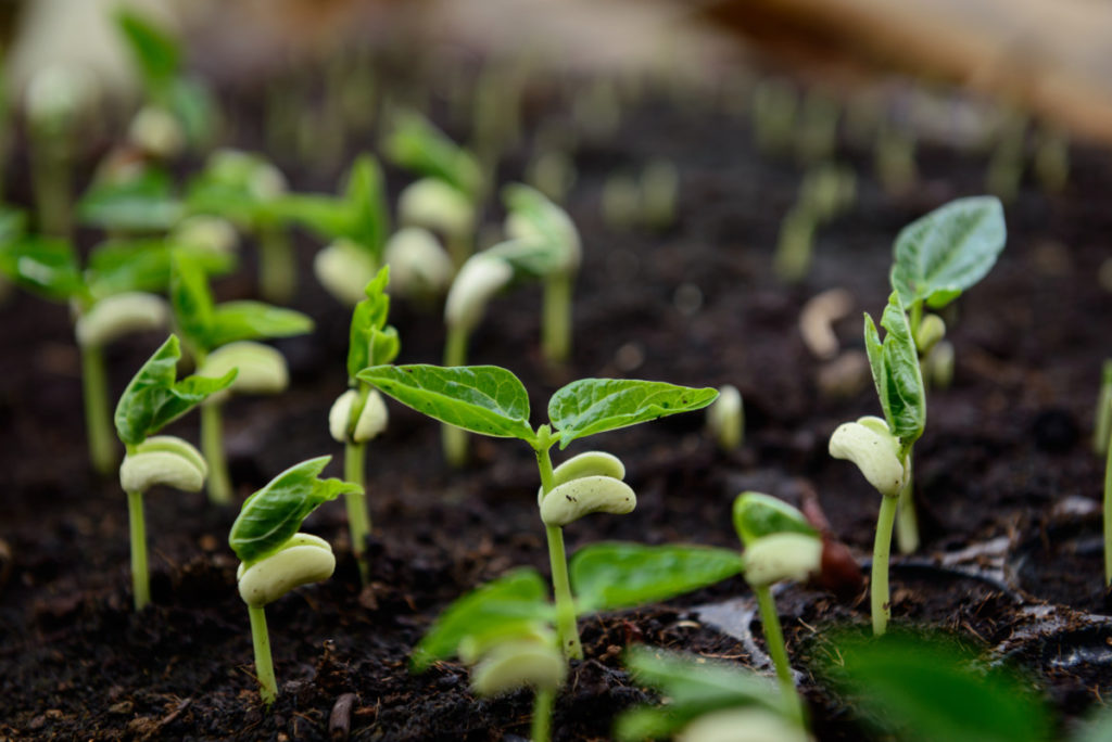 Close up of bean sprouts growing in dirt.