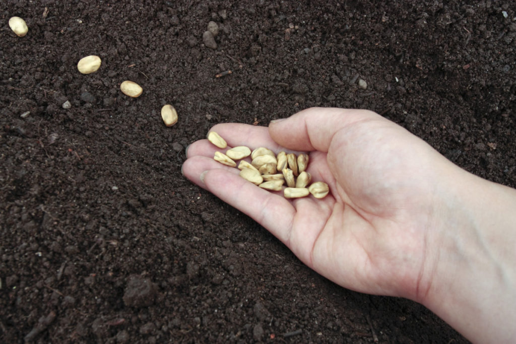 A hand sowing seeds in dirt.