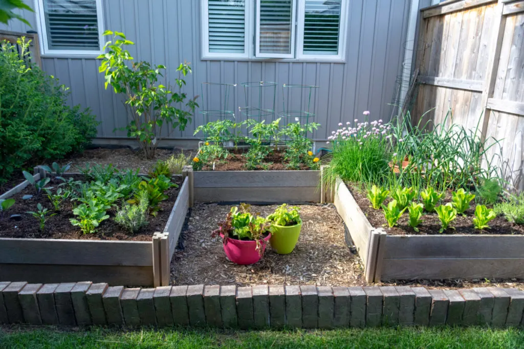 A backyard garden full of vegetables grown using the square foot method.