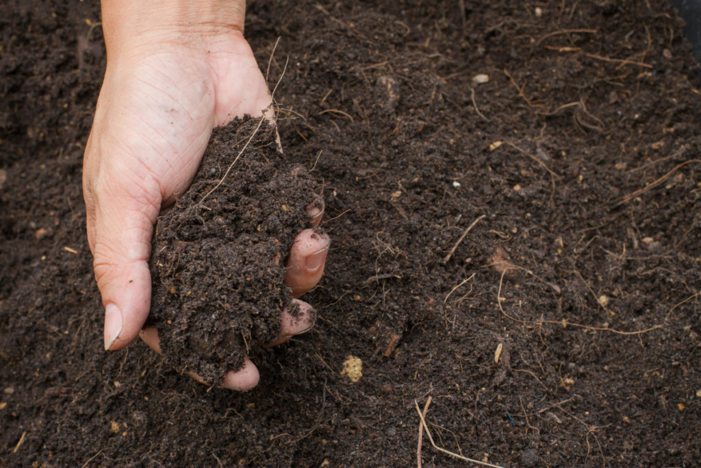 A hand holding a pile of compost.