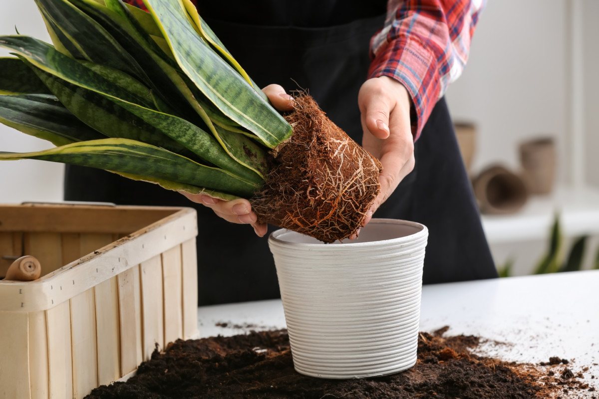 how-to-make-the-perfect-potting-soil