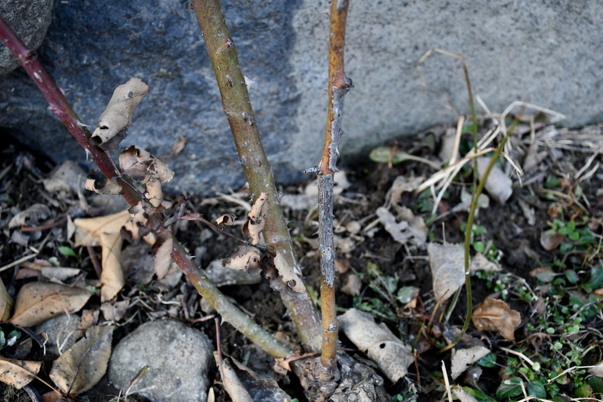 Pruning Roses In Late Winter For Healthier Plants & More Blossoms