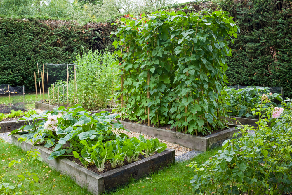 https://www.ruralsprout.com/wp-content/uploads/2021/02/raised-bed-garden-benefits.jpg