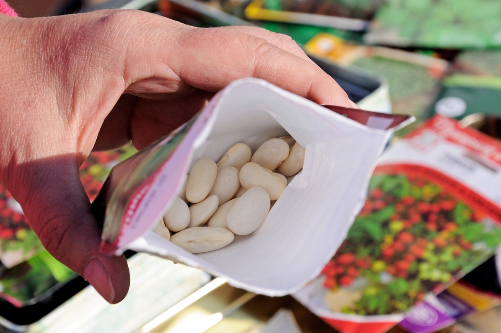 Close up of a hand holding an open packet of bean seeds.