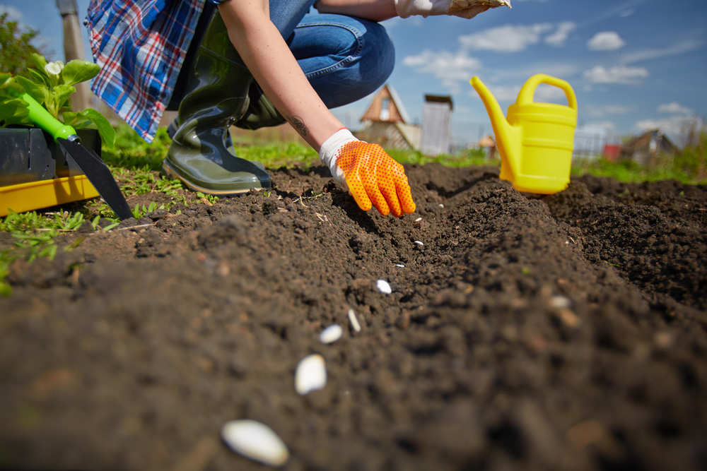 A person is shown planting seeds in a freshly tilled garden.